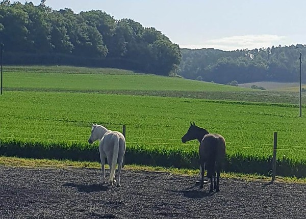 Mit 2 PS zur Selbstreflexion